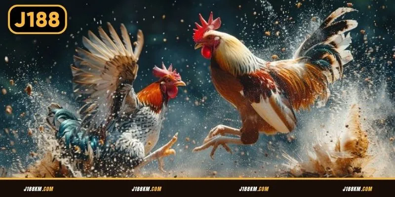 Đá gà J188 mang đến sân chơi cá cược sôi nổi của các chiến kê